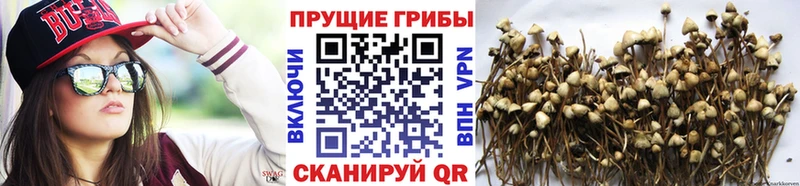 OMG ONION  Дегтярск  Псилоцибиновые грибы Psilocybe  наркотики 